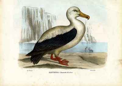 Royal Albatross (1863-79) by Raimundo Petraroja